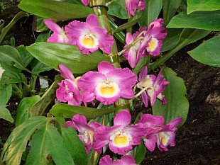 راهنمای نگهداری و پرورش گیاهان آپارتمانی - ارکیده دندروبیوم